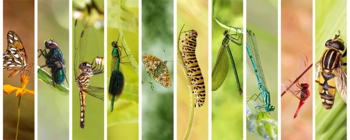 Inventaire FAUNE FLORE 4 SAISONS