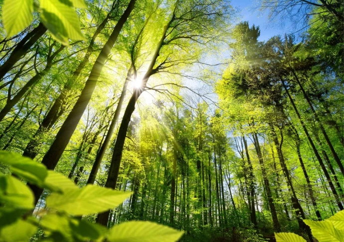 dossier d'autorisation abattage d'arbre